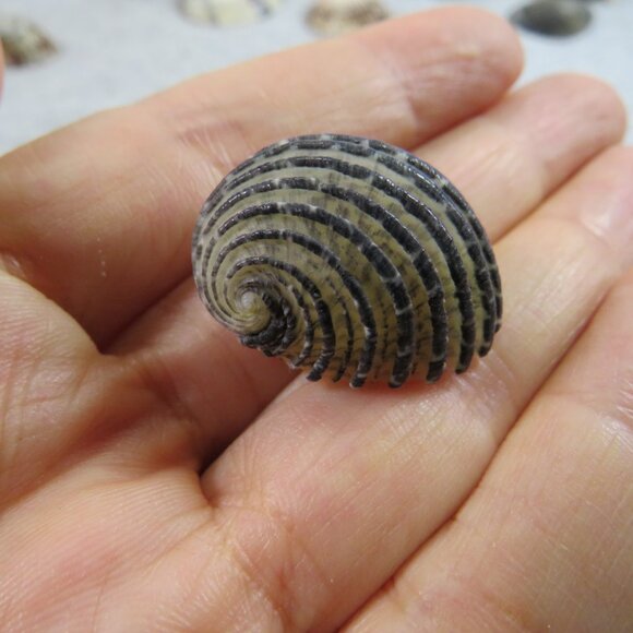 Black & White and Patterned REAL Sea Shells variety of sizes and styles - Picture 5 of 16